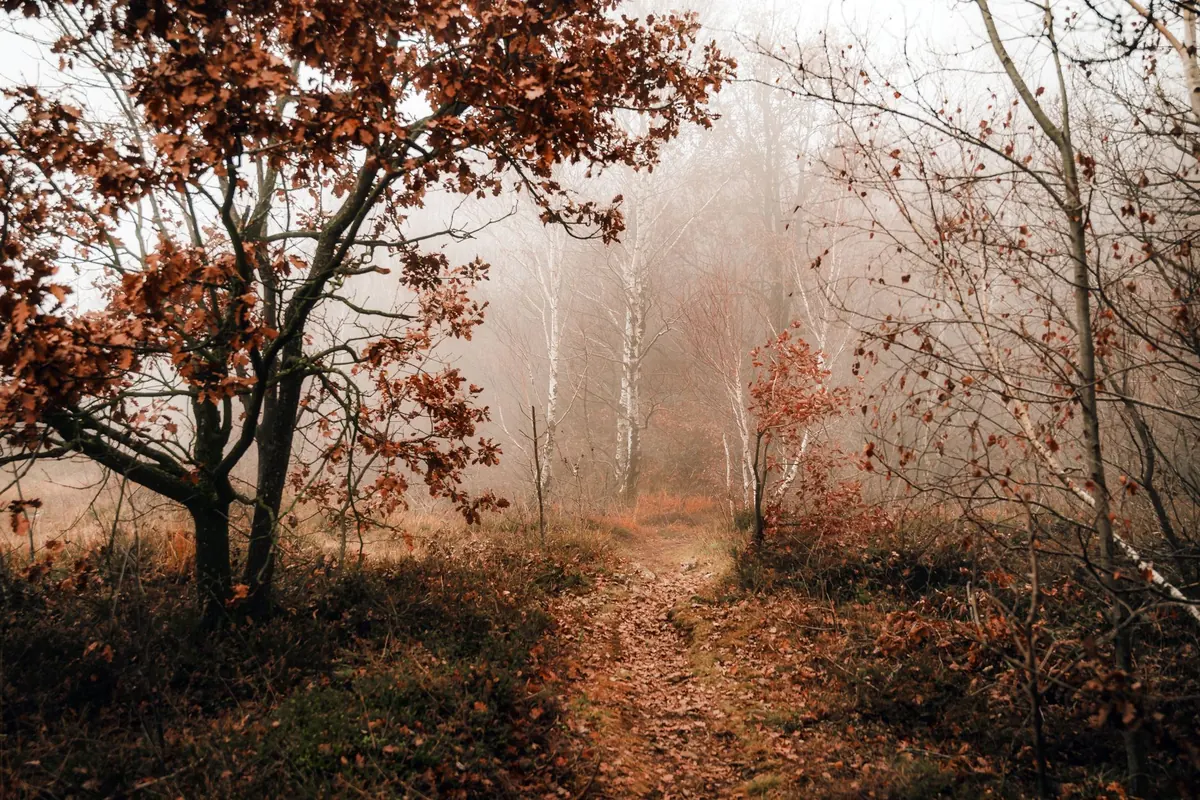 A Year in the Woodland: Monthly Nature Checklist