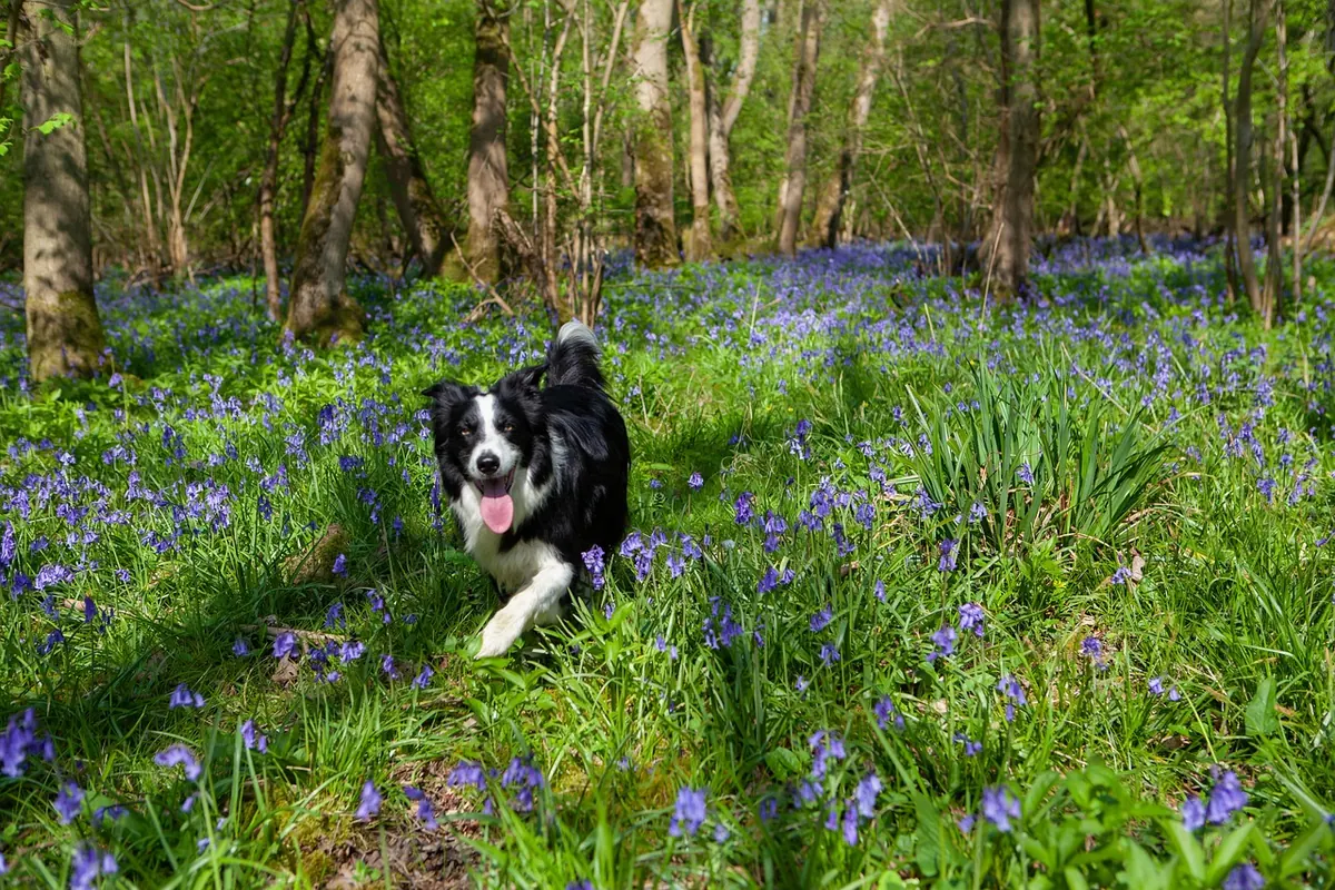 Britain's Ancient Woodlands: Why They Matter and Where to Visit