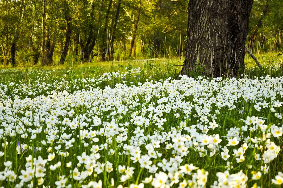 Woodland