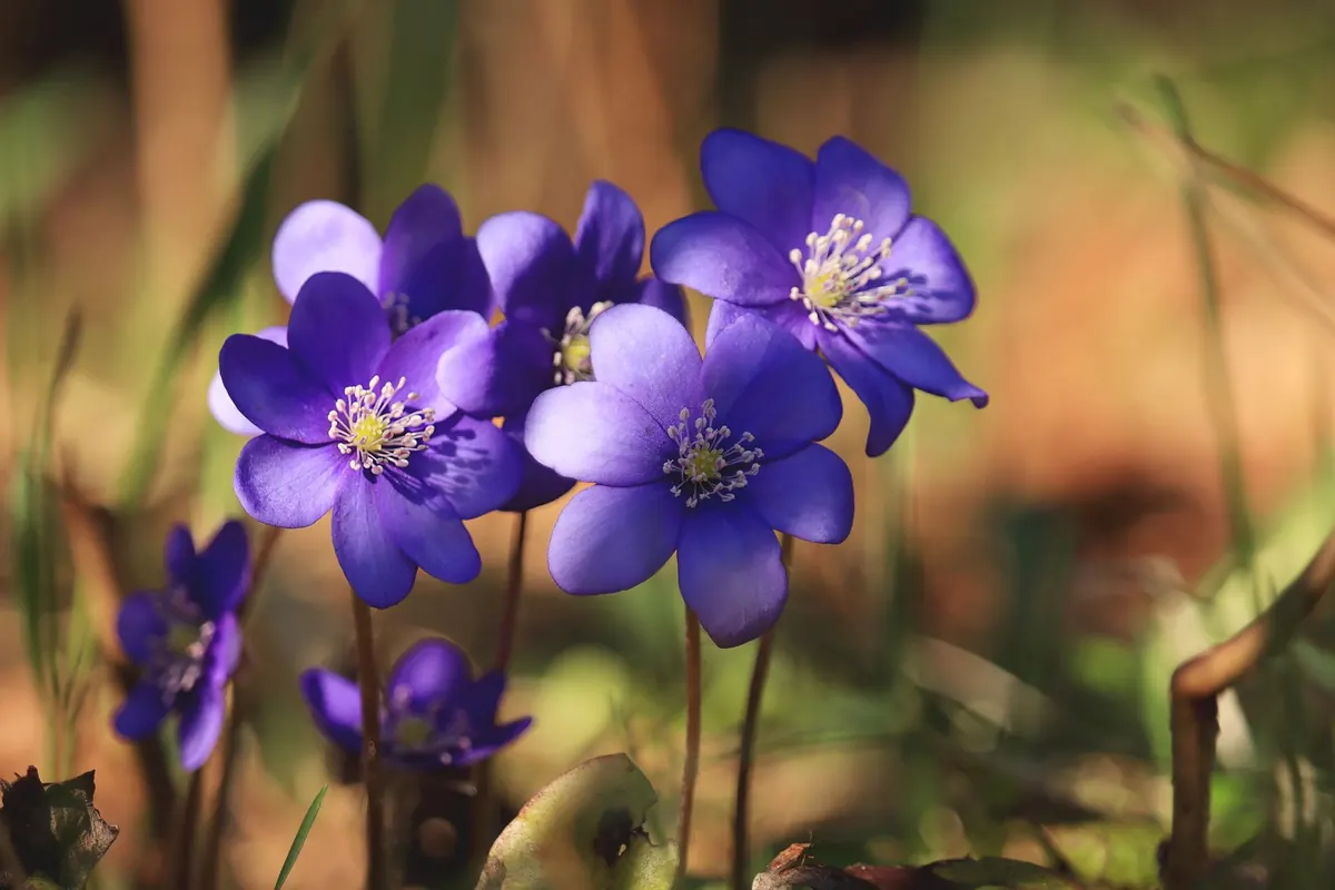 Spring Woodland Wildflowers: A Spotter's Guide
