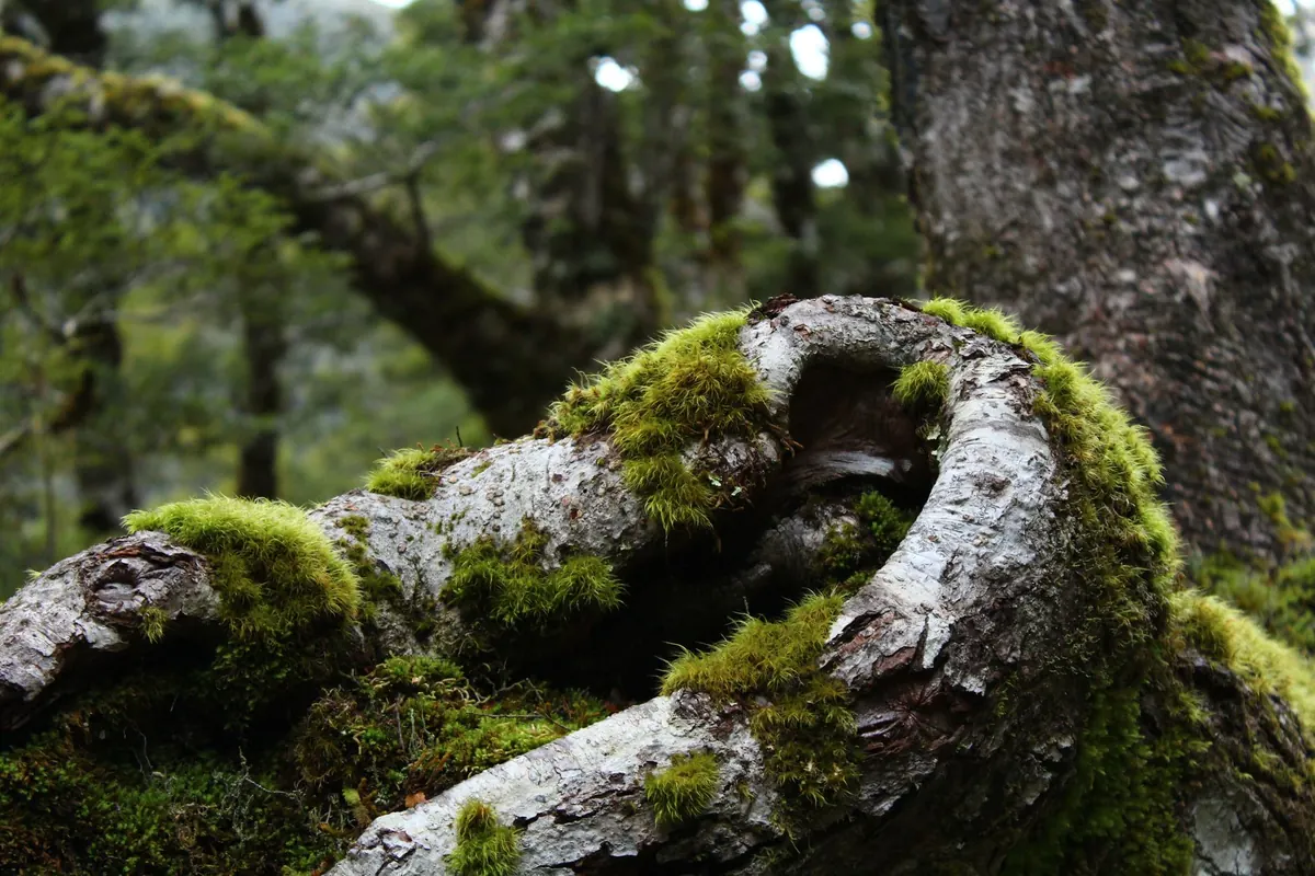 The Role of Deadwood in a Healthy Woodland